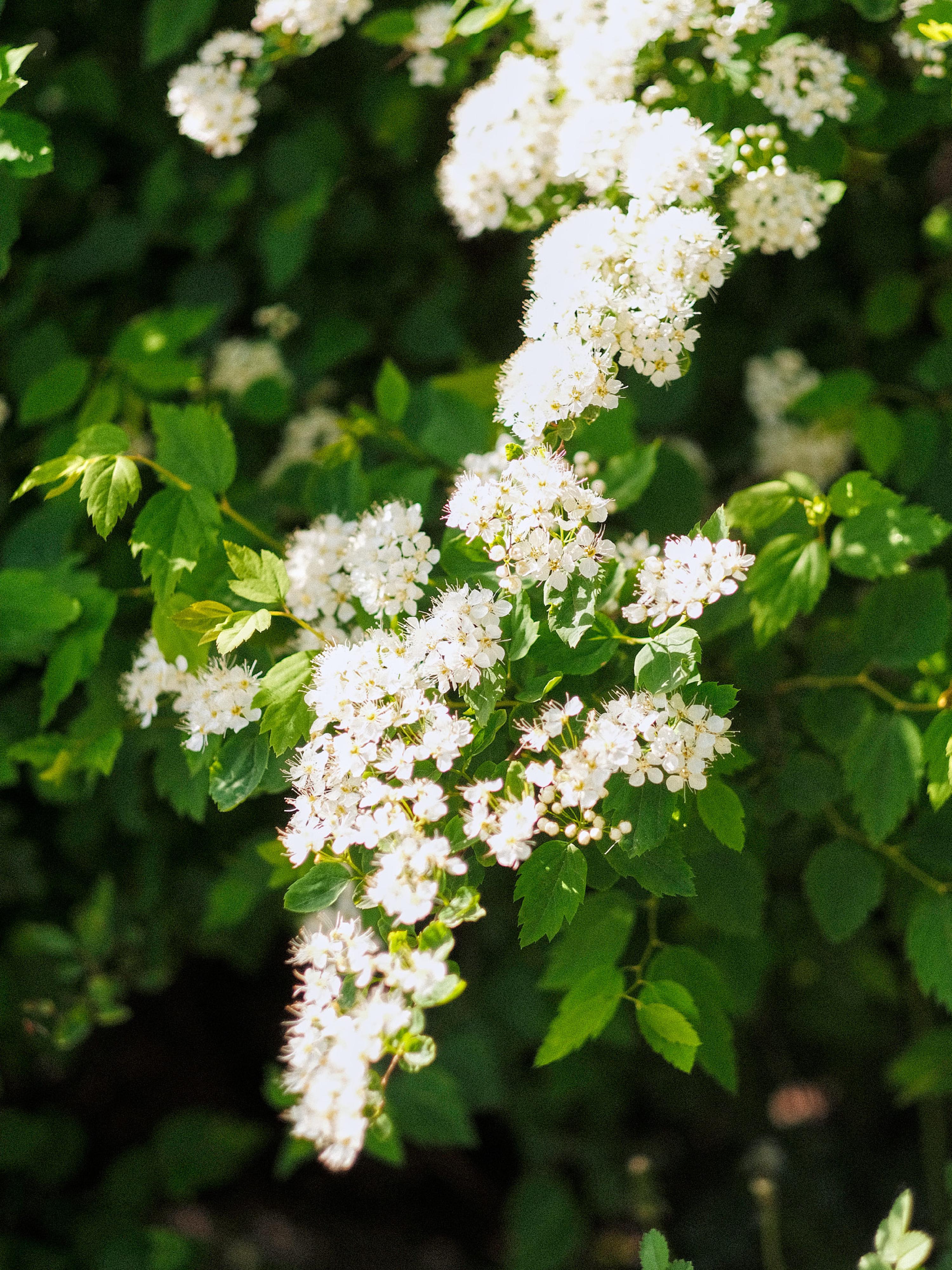 /images/nature/flowers/_DSF3030.jpg